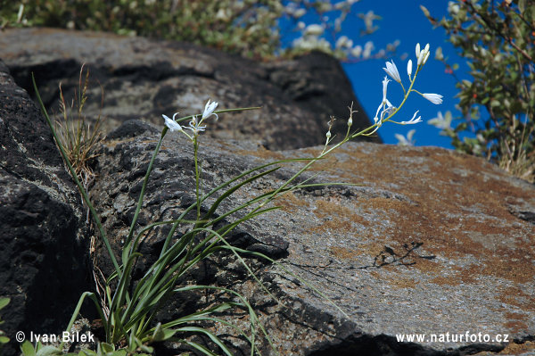 Jagavka ľaliovitá (Anthericum liliago)