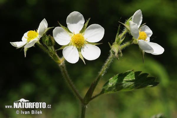 Jahoda drúzgavicová (Fragaria moschata)