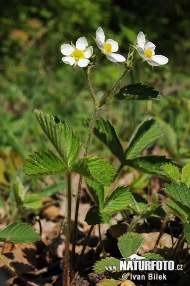 Jahoda drúzgavicová (Fragaria moschata)