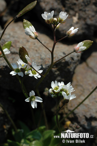 Jarmilka jarná (Erophila verna)