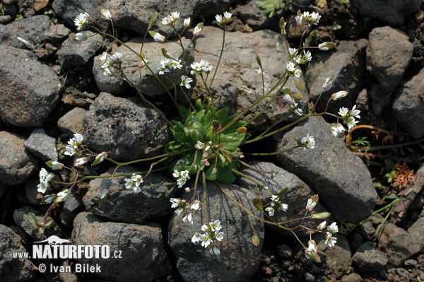 Jarmilka jarná (Erophila verna)