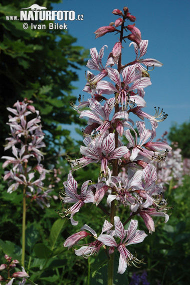 Jasenec biely (Dictamnus albus)