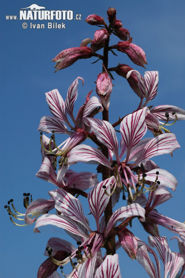 Jasenec biely (Dictamnus albus)