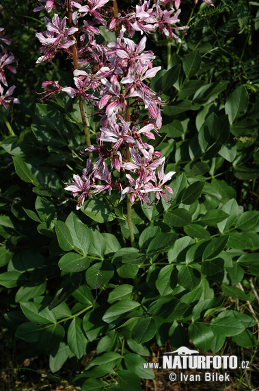 Jasenec biely (Dictamnus albus)