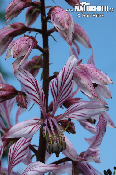 Jasenec biely (Dictamnus albus)