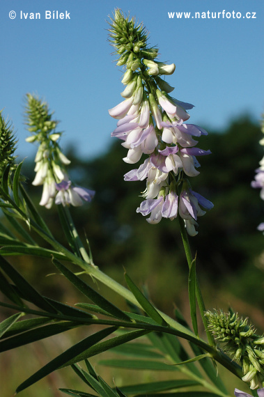 Jastrabina lekárska (Galega officinalis)