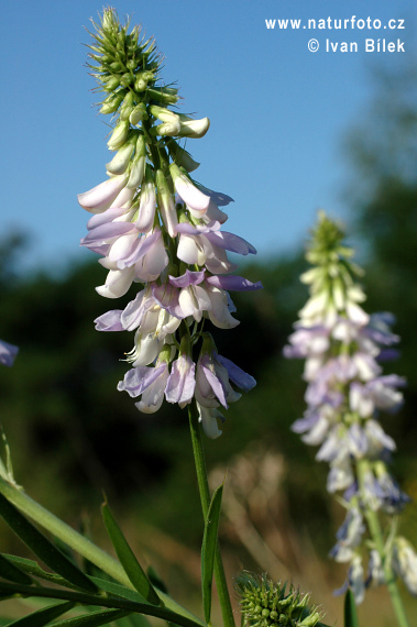 Jastrabina lekárska (Galega officinalis)