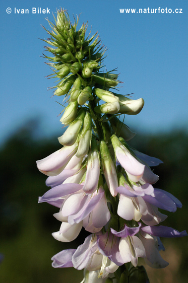 Jastrabina lekárska (Galega officinalis)