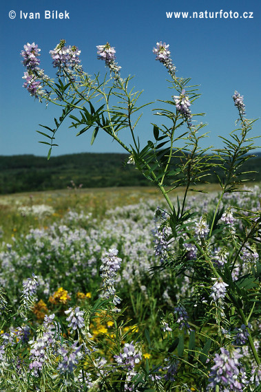 Jastrabina lekárska (Galega officinalis)