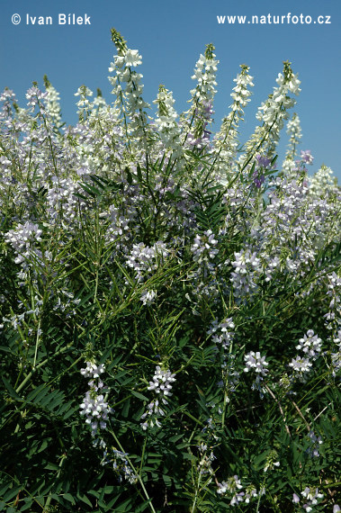 Jastrabina lekárska (Galega officinalis)