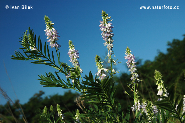 Jastrabina lekárska (Galega officinalis)