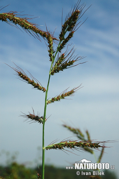 Ježatka kuria (Echinochloa crus-galli)