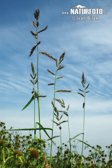 Ježatka kuria (Echinochloa crus-galli)