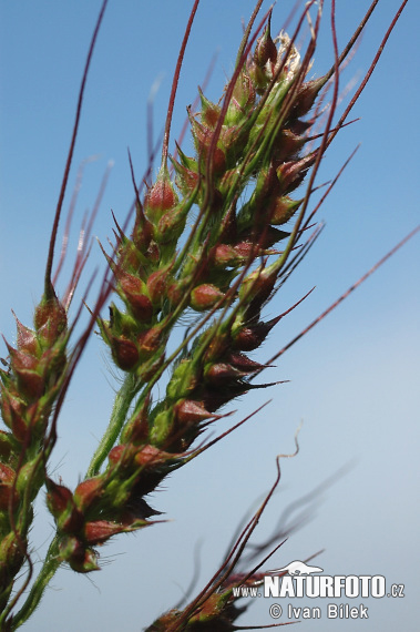 Ježatka kuria (Echinochloa crus-galli)