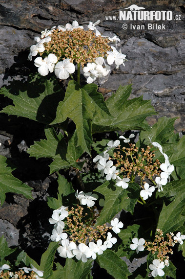 Kalina obyčajná (Viburnum opulus)