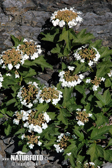 Kalina obyčajná (Viburnum opulus)