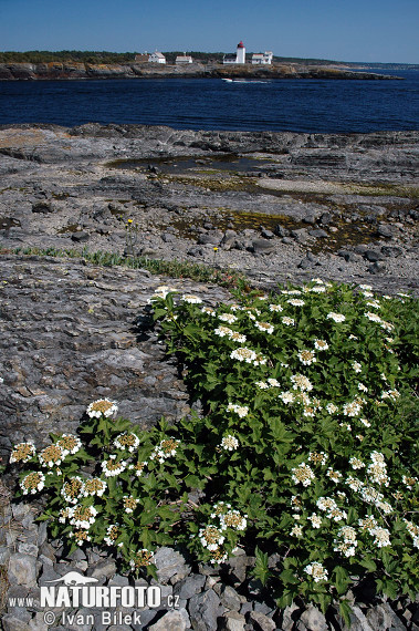 Kalina obyčajná (Viburnum opulus)