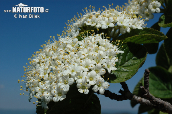 Kalina siripútková (Viburnum lantana)