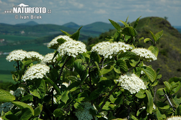 Kalina siripútková (Viburnum lantana)