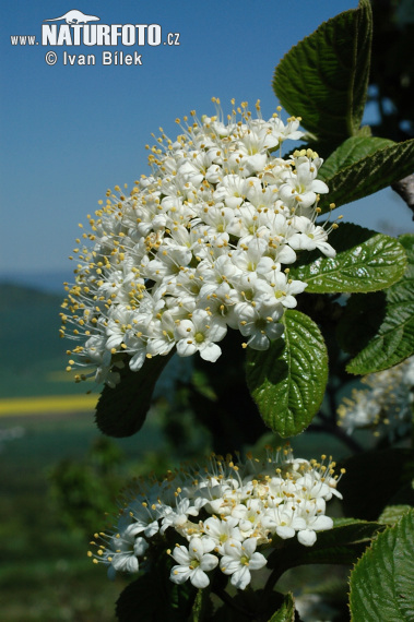 Kalina siripútková (Viburnum lantana)