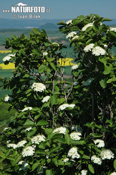 Kalina siripútková (Viburnum lantana)