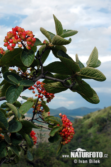 Kalina siripútková (Viburnum lantana)