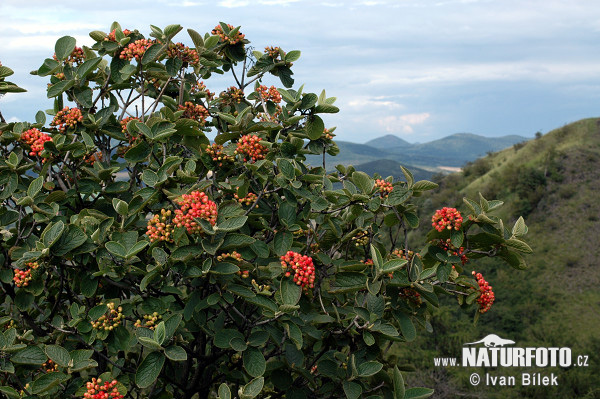 Kalina siripútková (Viburnum lantana)