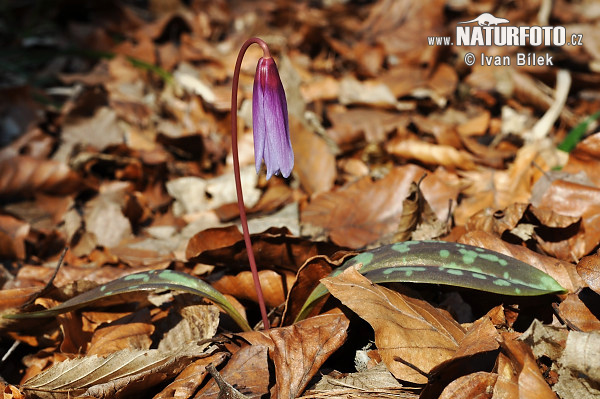 Kandík psí (Erythronium dens-canis)