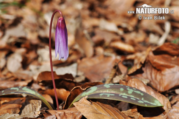 Kandík psí (Erythronium dens-canis)