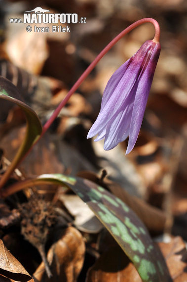 Kandík psí (Erythronium dens-canis)