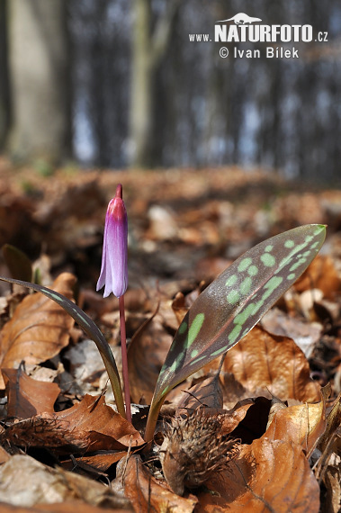 Kandík psí (Erythronium dens-canis)