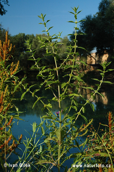 Karbinec európsky (Lycopus europaeus)