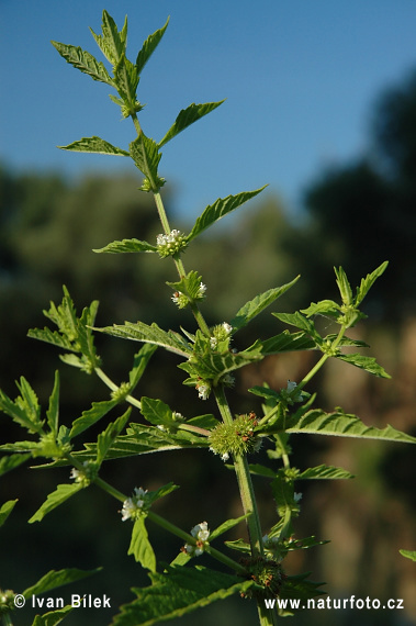 Karbinec európsky (Lycopus europaeus)