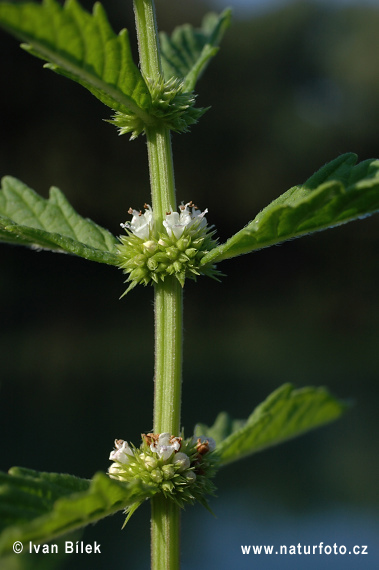 Karbinec európsky (Lycopus europaeus)