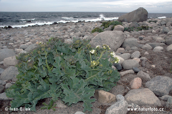 Katran prímorský (Crambe maritima)