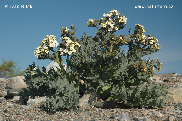 Katran prímorský (Crambe maritima)