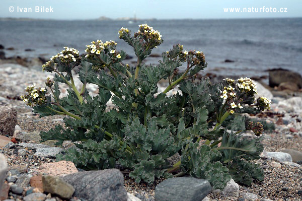 Katran prímorský (Crambe maritima)