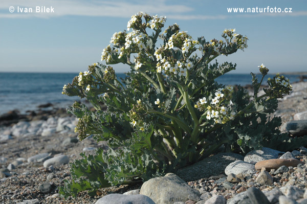 Katran prímorský (Crambe maritima)