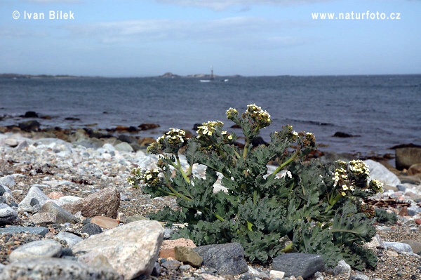 Katran prímorský (Crambe maritima)