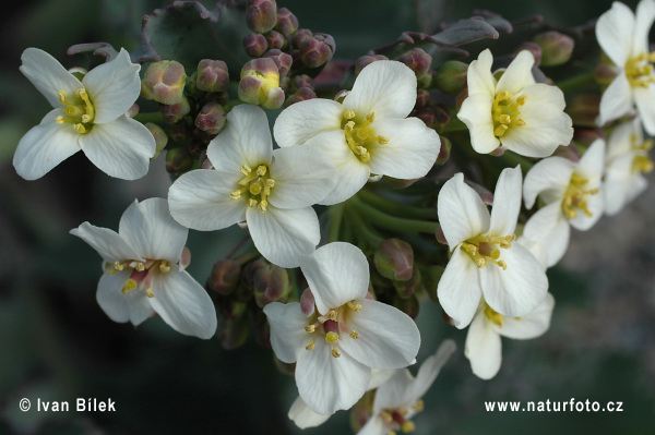 Katran prímorský (Crambe maritima)