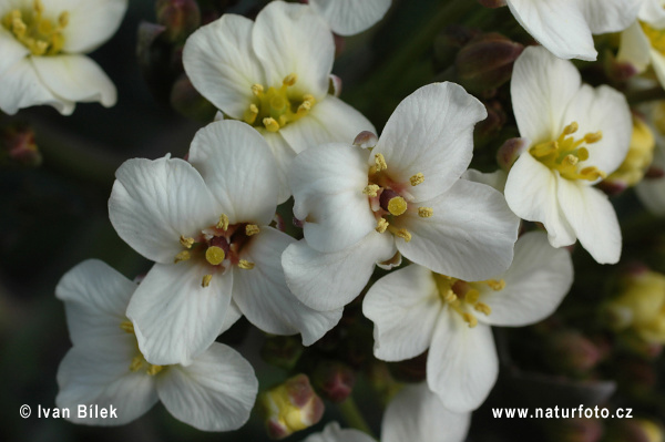 Katran prímorský (Crambe maritima)