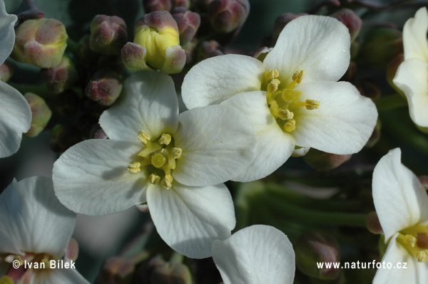 Katran prímorský (Crambe maritima)