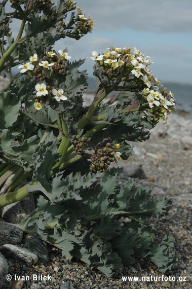 Katran prímorský (Crambe maritima)