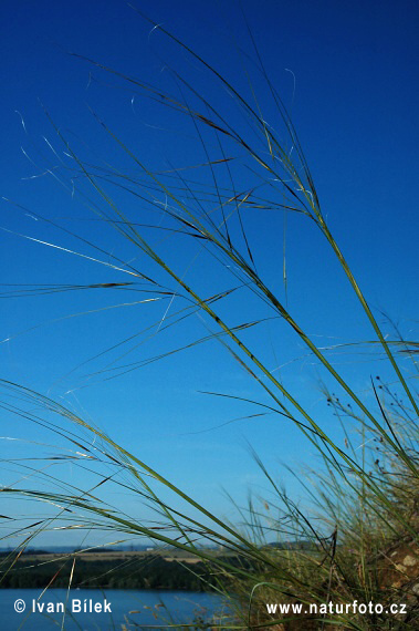 Kavyľ vláskovitý (Stipa capillata)