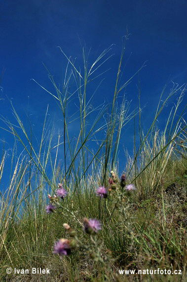 Kavyľ vláskovitý (Stipa capillata)