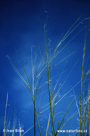 Kavyľ vláskovitý (Stipa capillata)