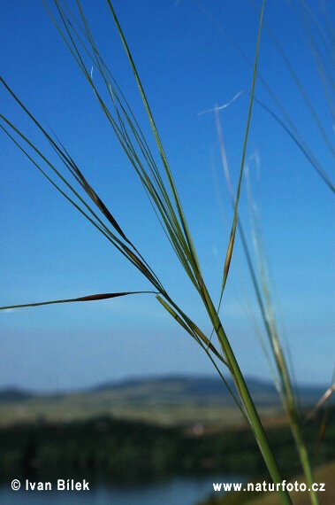 Kavyľ vláskovitý (Stipa capillata)