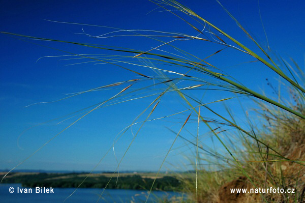 Kavyľ vláskovitý (Stipa capillata)