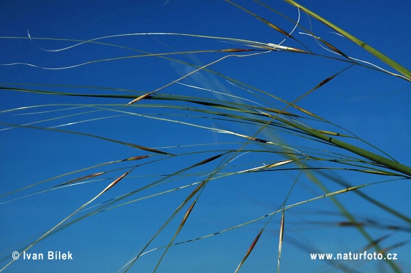 Kavyľ vláskovitý (Stipa capillata)