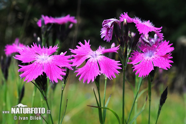 Klinček (Dianthus sylvaticus)